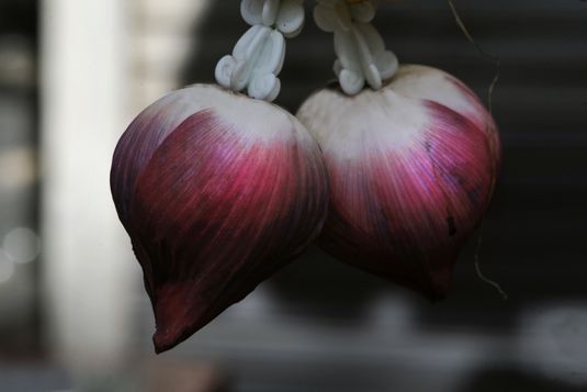 Herzensqualität, Liebe und Kommunikation Nicht mit dem Mund, sondern mit dem Herzen sprechen