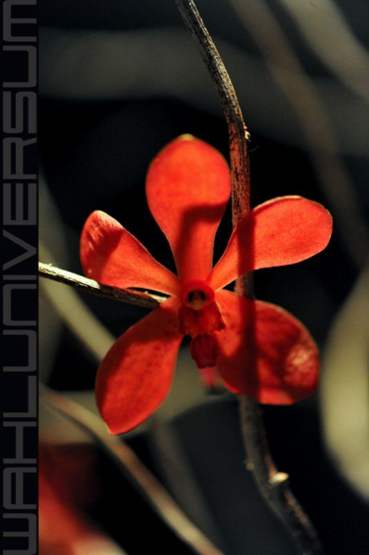 Referenzen Blumen Foto