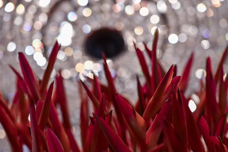 Blumencoaching